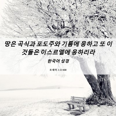 Picture 06 - 호세아 2:22 KOR - 땅은 곡식과 포도주와 기름에 응하고 - Bible Verse Picture