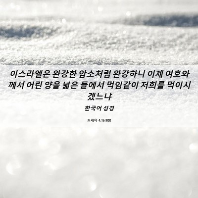 Picture 06 - 호세아 4:16 KOR - 이스라엘은 완강한 암소처럼 - Bible Verse Picture