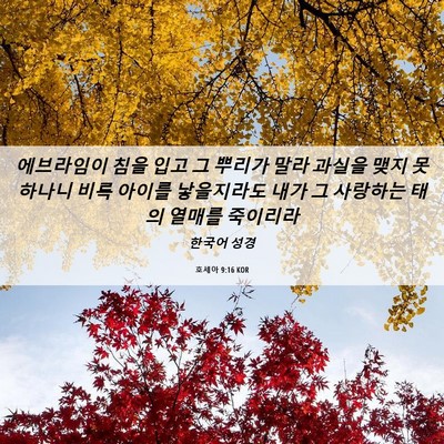 Picture 06 - 호세아 9:16 KOR - 에브라임이 침을 입고 그 뿌리가 - Bible Verse Picture