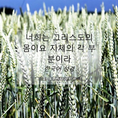 Picture 07 - 고린도전서 12:27 KOR - 너희는 그리스도의 몸이요 지체의 각 - Bible Verse Picture