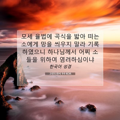 Picture 07 - 고린도전서 9:9 KOR - 모세 율법에 곡식을 밟아 떠는 - Bible Verse Picture