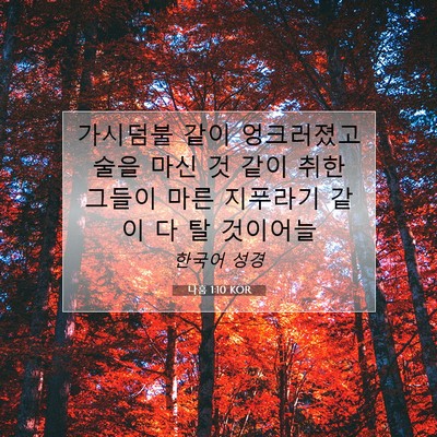 Picture 07 - 나훔 1:10 KOR - 가시덤불 같이 엉크러졌고 술을 마신 - Bible Verse Picture