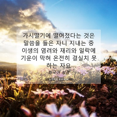 Picture 07 - 누가복음 8:14 KOR - 가시떨기에 떨어졌다는 것은 말씀을 - Bible Verse Picture