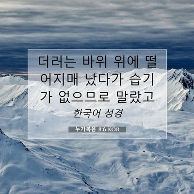 Picture 07 - 누가복음 8:6 KOR - 더러는 바위 위에 떨어지매 났다가 - Bible Verse Picture