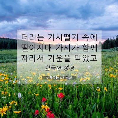 Picture 07 - 누가복음 8:7 KOR - 더러는 가시떨기 속에 떨어지매 - Bible Verse Picture