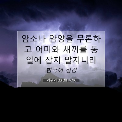 Picture 07 - 레위기 22:28 KOR - 암소나 암양을 무론하고 어미와 - Bible Verse Picture