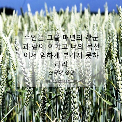 Picture 07 - 레위기 25:53 KOR - 주인은 그를 매년의 삯군과 같이 - Bible Verse Picture