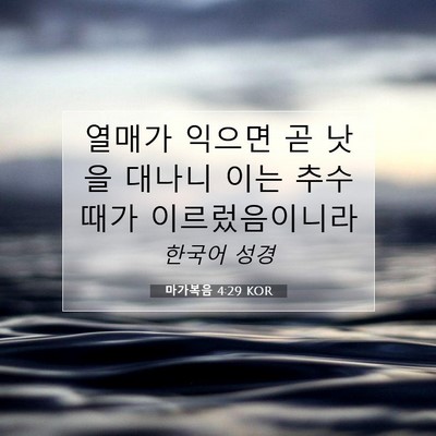 Picture 07 - 마가복음 4:29 KOR - 열매가 익으면 곧 낫을 대나니 이는 - Bible Verse Picture