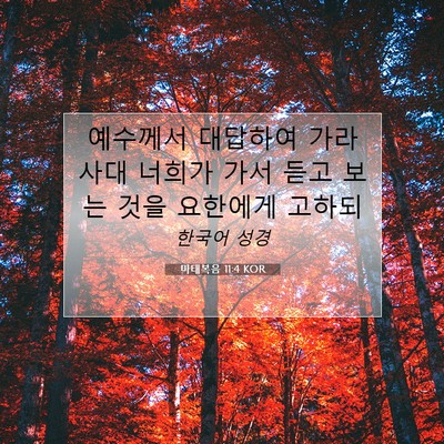 Picture 07 - 마태복음 11:4 KOR - 예수께서 대답하여 가라사대 너희가 - Bible Verse Picture