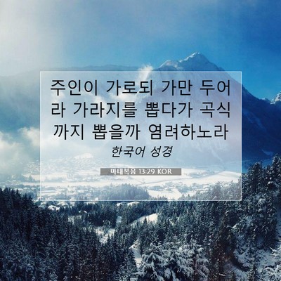Picture 07 - 마태복음 13:29 KOR - 주인이 가로되 가만 두어라 가라지를 - Bible Verse Picture