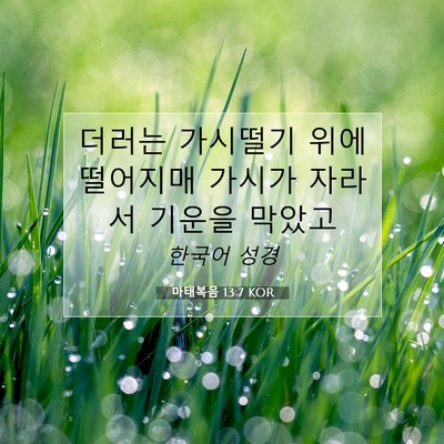 Picture 07 - 마태복음 13:7 KOR - 더러는 가시떨기 위에 떨어지매 - Bible Verse Picture
