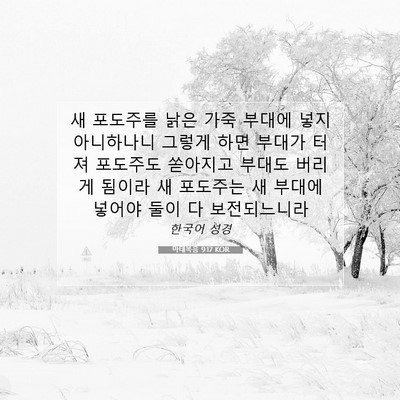Picture 07 - 마태복음 9:17 KOR - 새 포도주를 낡은 가죽 부대에 넣지 - Bible Verse Picture
