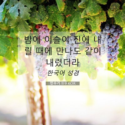 Picture 07 - 민수기 11:9 KOR - 밤에 이슬이 진에 내릴 때에 만나도 - Bible Verse Picture