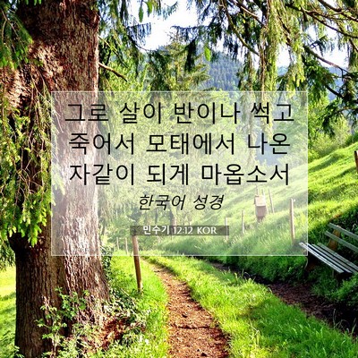 Picture 07 - 민수기 12:12 KOR - 그로 살이 반이나 썩고 죽어서 - Bible Verse Picture