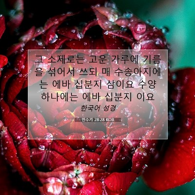 Picture 07 - 민수기 28:28 KOR - 그 소제로는 고운 가루에 기름을 - Bible Verse Picture
