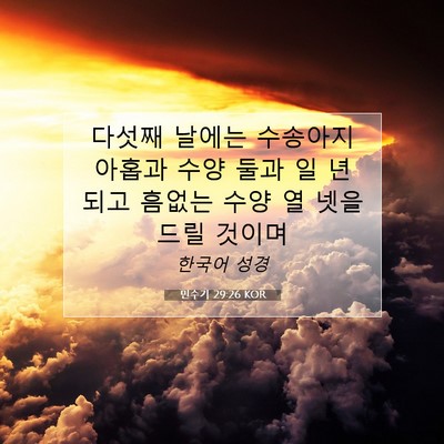 Picture 07 - 민수기 29:26 KOR - 다섯째 날에는 수송아지 아홉과 수양 - Bible Verse Picture