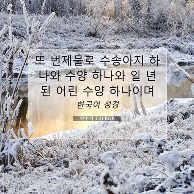 Picture 07 - 민수기 7:21 KOR - 또 번제물로 수송아지 하나와 수양 - Bible Verse Picture