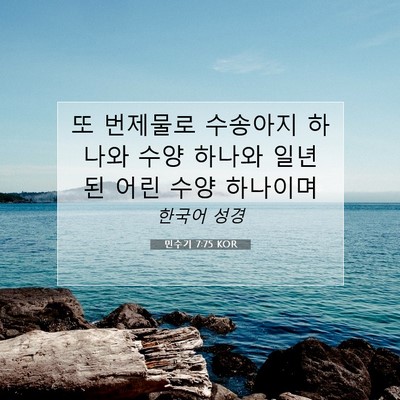 Picture 07 - 민수기 7:75 KOR - 또 번제물로 수송아지 하나와 수양 - Bible Verse Picture