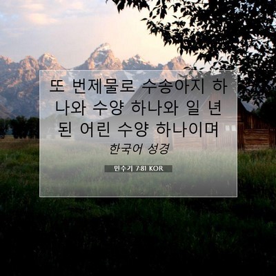 Picture 07 - 민수기 7:81 KOR - 또 번제물로 수송아지 하나와 수양 - Bible Verse Picture