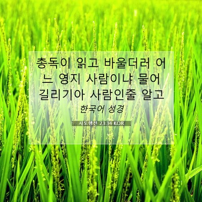 Picture 07 - 사도행전 23:34 KOR - 총독이 읽고 바울더러 어느 영지 - Bible Verse Picture