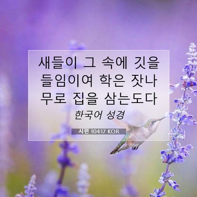 Picture 07 - 시편 104:17 KOR - 새들이 그 속에 깃을 들임이여 학은 - Bible Verse Picture