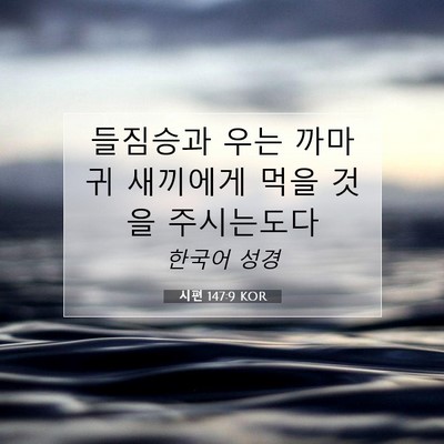 Picture 07 - 시편 147:9 KOR - 들짐승과 우는 까마귀 새끼에게 먹을 - Bible Verse Picture