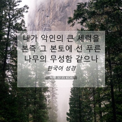Picture 07 - 시편 37:35 KOR - 내가 악인의 큰 세력을 본즉 그 - Bible Verse Picture