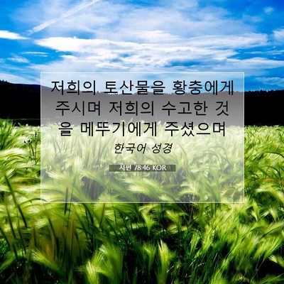 Picture 07 - 시편 78:46 KOR - 저희의 토산물을 황충에게 주시며 - Bible Verse Picture