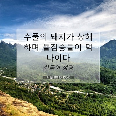 Picture 07 - 시편 80:13 KOR - 수풀의 돼지가 상해하며 들짐승들이 - Bible Verse Picture