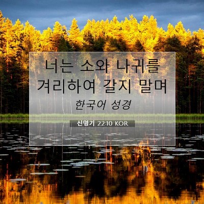 Picture 07 - 신명기 22:10 KOR - 너는 소와 나귀를 겨리하여 갈지 - Bible Verse Picture