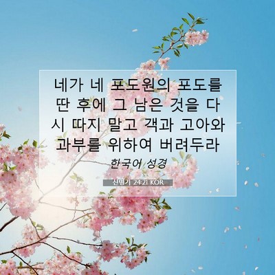 Picture 07 - 신명기 24:21 KOR - 네가 네 포도원의 포도를 딴 후에 그 - Bible Verse Picture
