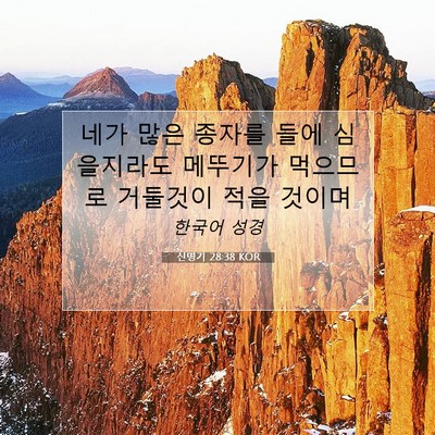 Picture 07 - 신명기 28:38 KOR - 네가 많은 종자를 들에 심을지라도 - Bible Verse Picture