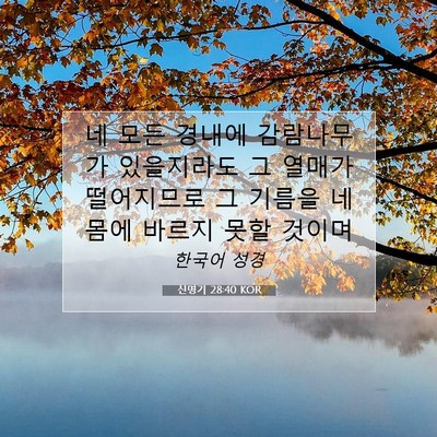 Picture 07 - 신명기 28:40 KOR - 네 모든 경내에 감람나무가 - Bible Verse Picture