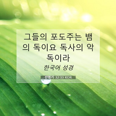 Picture 07 - 신명기 32:33 KOR - 그들의 포도주는 뱀의 독이요 독사의 - Bible Verse Picture