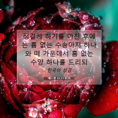 Picture 07 - 에스겔 43:23 KOR - 정결케 하기를 마친 후에는 흠 없는 - Bible Verse Picture