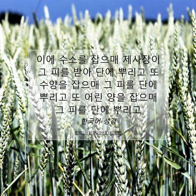 Picture 07 - 역대하 29:22 KOR - 이에 수소를 잡으매 제사장이 그 - Bible Verse Picture