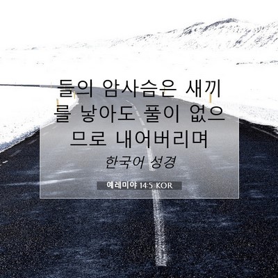 Picture 07 - 예레미야 14:5 KOR - 들의 암사슴은 새끼를 낳아도 풀이 - Bible Verse Picture