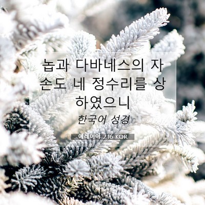 Picture 07 - 예레미야 2:16 KOR - 놉과 다바네스의 자손도 네 정수리를 - Bible Verse Picture