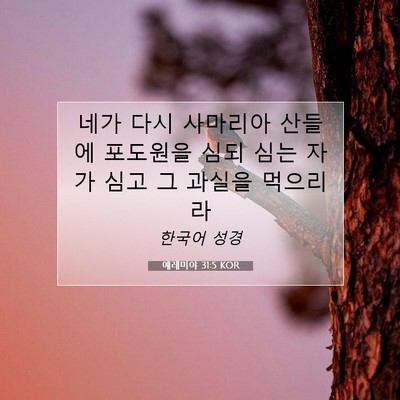 Picture 07 - 예레미야 31:5 KOR - 네가 다시 사마리아 산들에 포도원을 - Bible Verse Picture