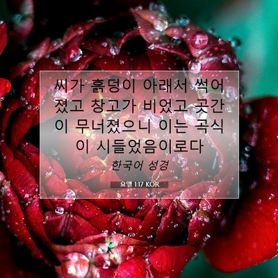 Picture 07 - 요엘 1:17 KOR - 씨가 흙덩이 아래서 썩어졌고 창고가 - Bible Verse Picture