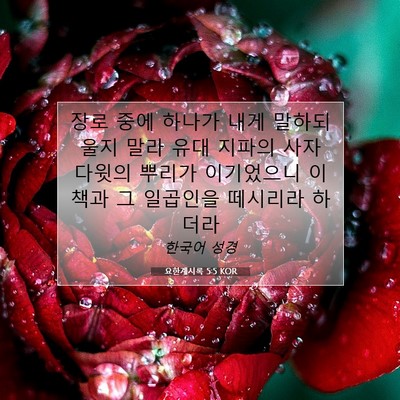 Picture 07 - 요한계시록 5:5 KOR - 장로 중에 하나가 내게 말하되 울지 - Bible Verse Picture