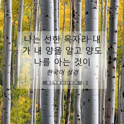 Picture 07 - 요한복음 10:14 KOR - 나는 선한 목자라 내가 내 양을 알고 - Bible Verse Picture