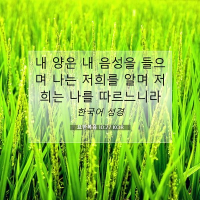 Picture 07 - 요한복음 10:27 KOR - 내 양은 내 음성을 들으며 나는 - Bible Verse Picture