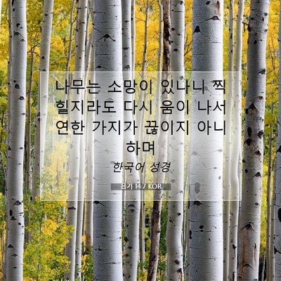 Picture 07 - 욥기 14:7 KOR - 나무는 소망이 있나니 찍힐지라도 - Bible Verse Picture