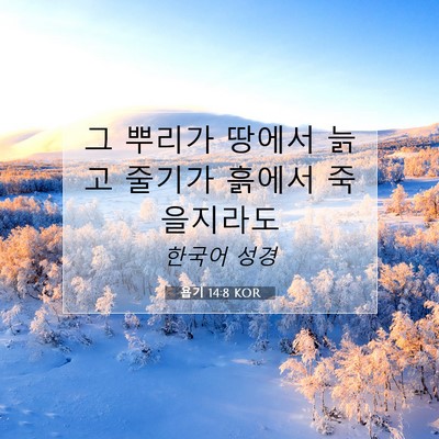 Picture 07 - 욥기 14:8 KOR - 그 뿌리가 땅에서 늙고 줄기가 - Bible Verse Picture
