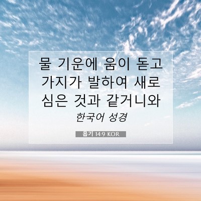 Picture 07 - 욥기 14:9 KOR - 물 기운에 움이 돋고 가지가 발하여 - Bible Verse Picture