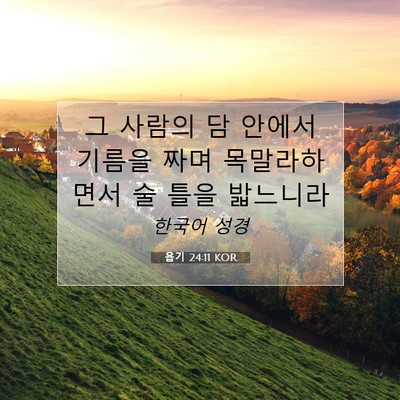 Picture 07 - 욥기 24:11 KOR - 그 사람의 담 안에서 기름을 짜며 - Bible Verse Picture