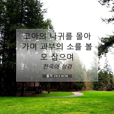 Picture 07 - 욥기 24:3 KOR - 고아의 나귀를 몰아 가며 과부의 - Bible Verse Picture