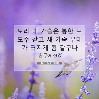 Picture 07 - 욥기 32:19 KOR - 보라 내 가슴은 봉한 포도주 같고 새 - Bible Verse Picture