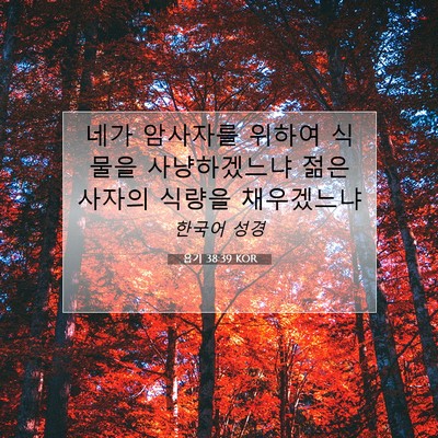 Picture 07 - 욥기 38:39 KOR - 네가 암사자를 위하여 식물을 - Bible Verse Picture